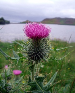 Close-up of thistle bloom with a loch and mountains in the background